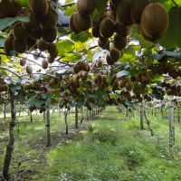 Optimisation des plants de Kiwi
