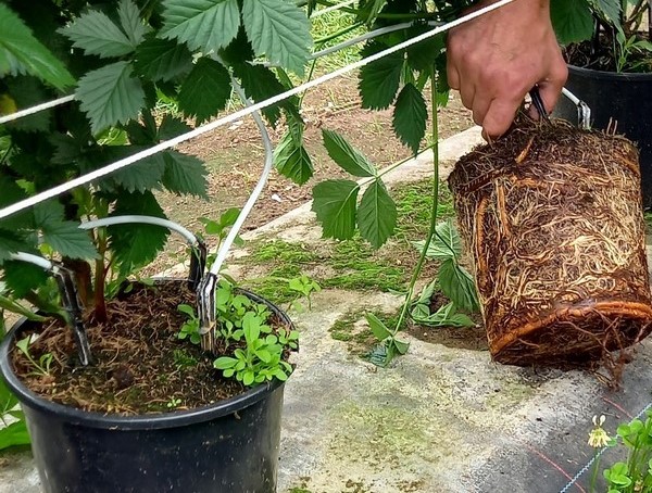 Vérification racinaire mûre