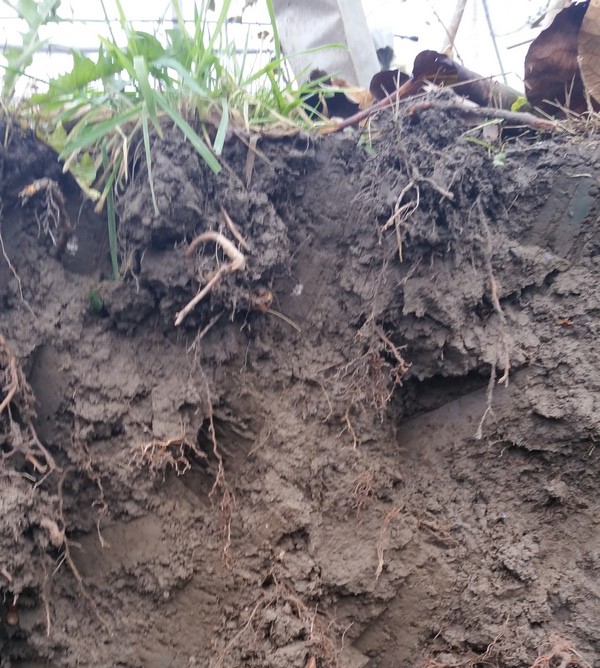 Profil avant plantation