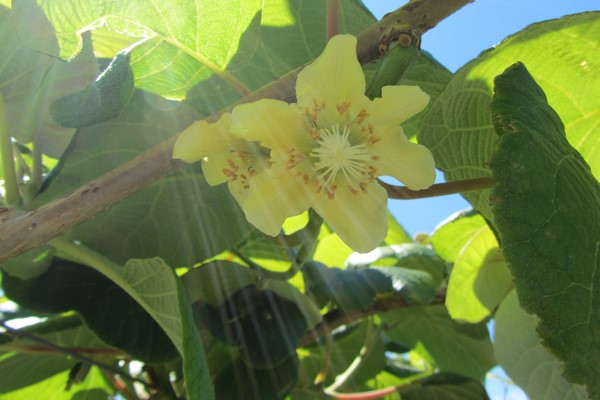 Fleur de kiwi