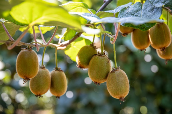 Kiwi à maturité