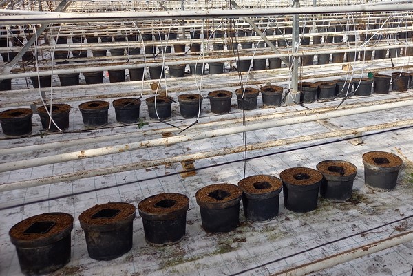 Plantation framboise